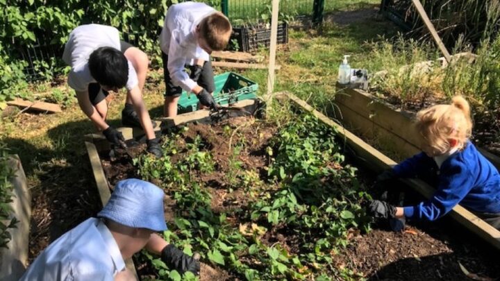 Featured image for Planting Fruit and Vegetables lockdown