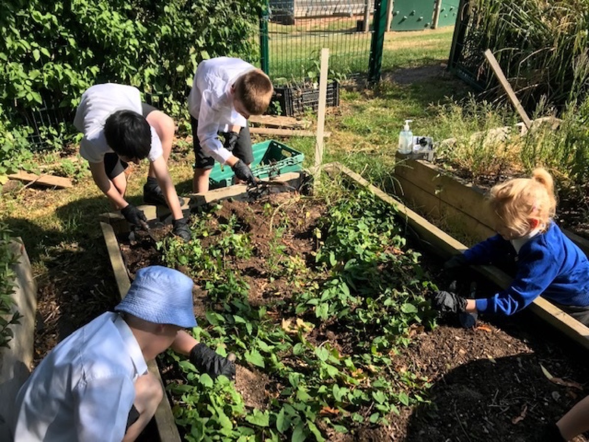 Header image for Planting Fruit and Vegetables lockdown